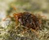 Abrolophus sp.